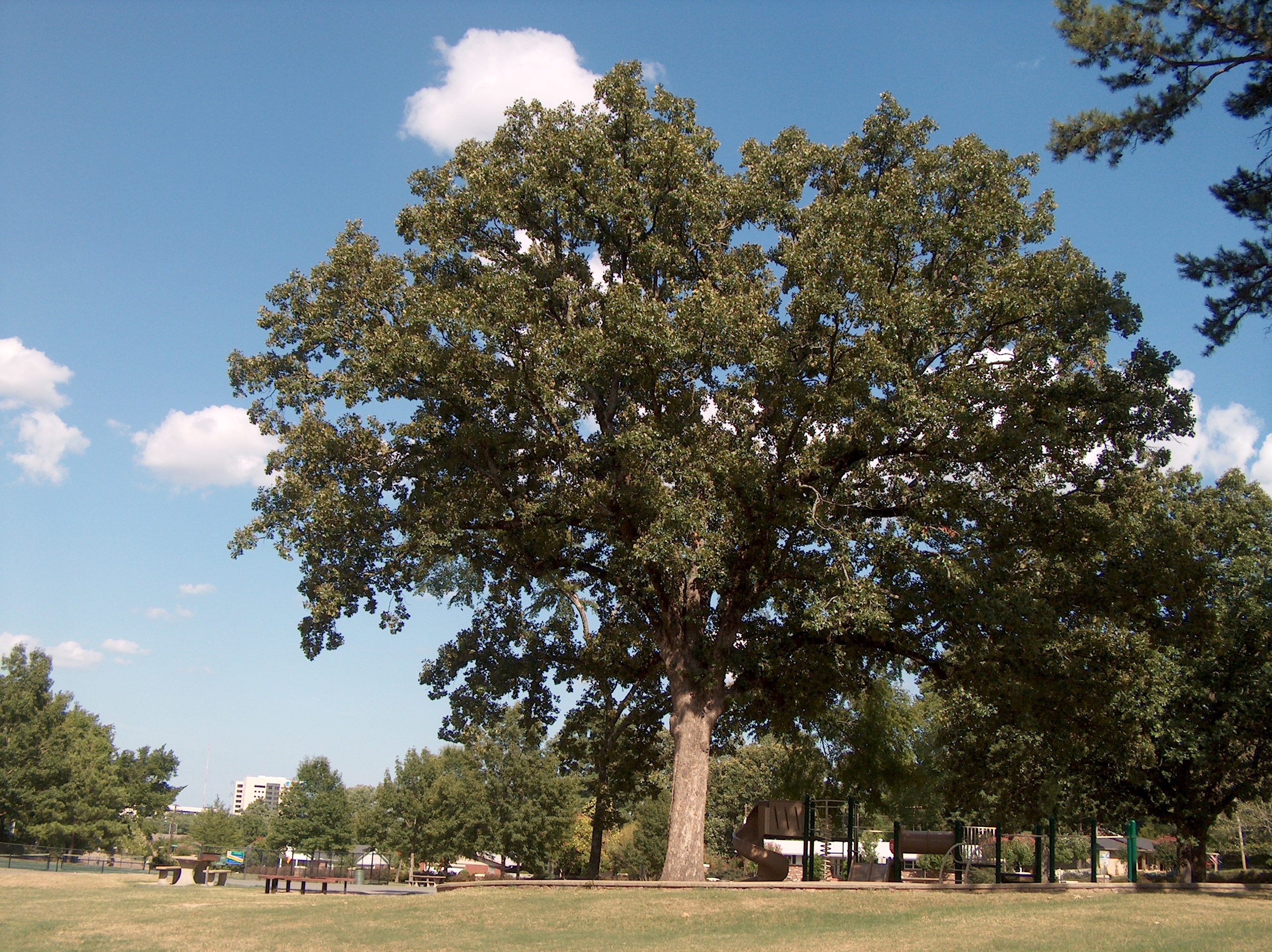 online-plant-guide-quercus-alba-white-oak